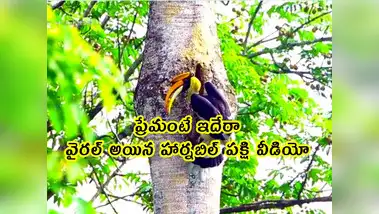 Monogamous,viral video: ప్రేమంటే ఇదేరా.. వైరల్ ...