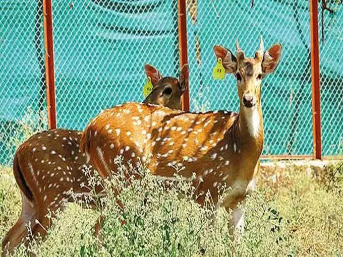 वंसदा राष्ट्रीय उद्यान - Vansda National Park