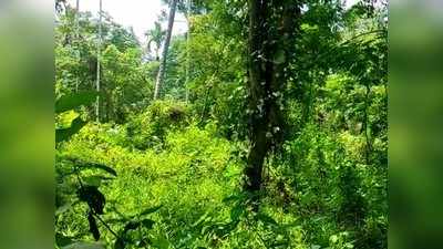 kozhikode: വന്യമൃഗങ്ങൾക്ക് താവളമായി 140 ഏക്കർ കൃഷിയിടം; കർഷകരുടെ പേടി സ്വപ്നമായി ആയോട് മല