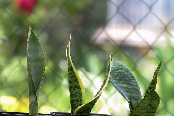 snake plant