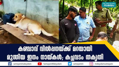 കഞ്ചാവ് വിൽപ്പനയ്ക്ക് മറയായി മുന്തിയ ഇനം നായ്കൾ; കച്ചവടം തകൃതി