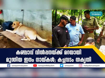 കഞ്ചാവ് വിൽപ്പനയ്ക്ക് മറയായി മുന്തിയ ഇനം നായ്കൾ; കച്ചവടം തകൃതി