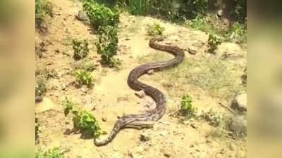 இதயம் பலவீனமானவங்க இந்த வீடியோவை பார்க்க வேண்டாம்!