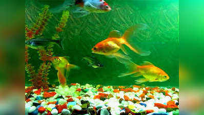 Vastu benefits fish aquarium at home : घर में फिश अक्‍वेरियम रखने के ये फायदे जानकर आप भी ले आएंगे घर