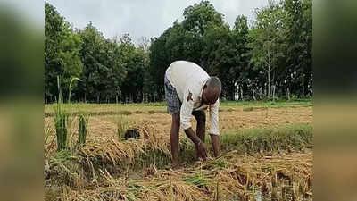 অশনির হাত থেকে কী ভাবে ফসল রক্ষা করবেন? পরামর্শ কৃষি দফতরের