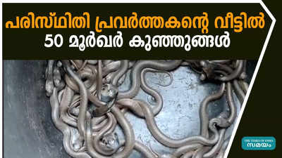 പരിസ്ഥിതി പ്രവര്‍ത്തകന്റെ വീട്ടില്‍ 50 മൂര്‍ഖര്‍ കുഞ്ഞുങ്ങള്‍