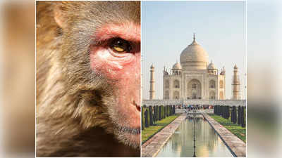 Agra News: ताजमहल में बढ़ा बंदरों और आवारा कुत्तों का आतंक, खाना की चाह में पर्यटकों पर कर रहे हमले