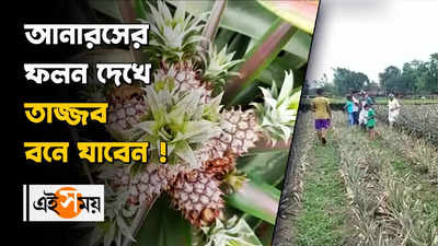 এক গাছে দশটা আনারস ! ফলন দেখে তাজ্জব হয়ে যাবেন আপনিও