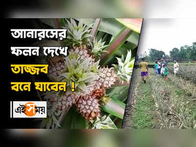 এক গাছে দশটা আনারস ! ফলন দেখে তাজ্জব হয়ে যাবেন আপনিও