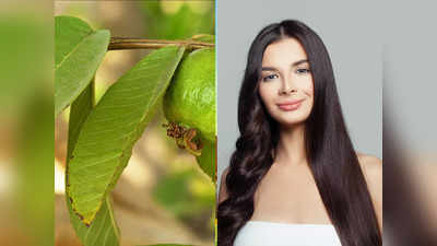 Guava Leaves For Hair Growth: খুব বেশি চুল ঝরছে? মুক্তি মিলবে পেয়ারা পাতার জাদুতেই!