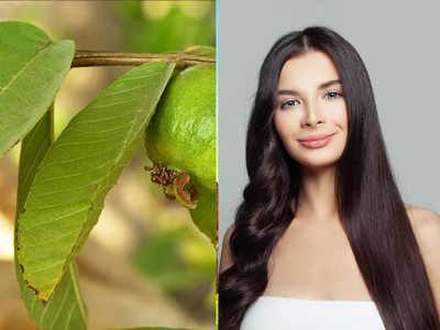 Guava Leaves For Hair Growth: খুব বেশি চুল ঝরছে? মুক্তি মিলবে পেয়ারা পাতার জাদুতেই!