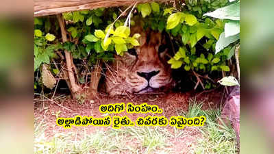 viral lion: అదిగో సింహం.. అల్లాడిపోయిన రైతు... చివరకు ఏమైంది?