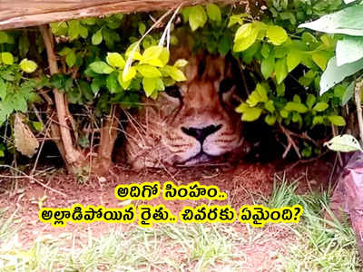 viral lion: అదిగో సింహం.. అల్లాడిపోయిన రైతు... చివరకు ఏమైంది?