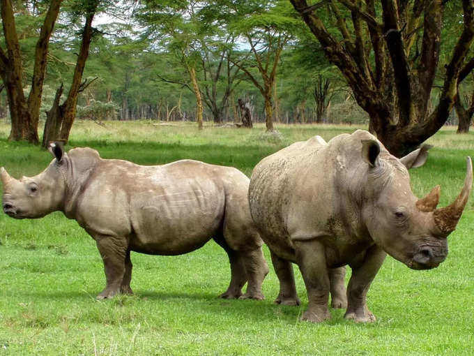 పెద్ద తెల్ల ఖడ్గమృగం (white rhino) రోజూ 22 కేజీల పేడ వేస్తుంది.