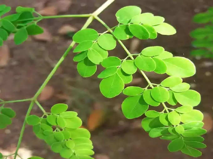 ​ನುಗ್ಗೆ ಸೊಪ್ಪು