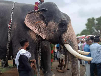 ആള്‍പ്പൂരം, ആനപ്പൂരം! പൂരങ്ങളുടെ പൂരത്തിന് എത്തിയത് നൂറോളം ആനകൾ