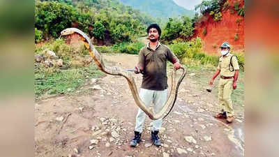 ऑयल प्लांट में घुसा 13Ft लंबा कोबरा, पकड़ने वाले ने ऐसे हिम्मत दिखाते हुए पकड़ा!