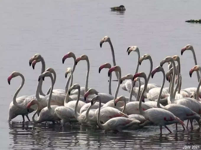 ओखला पक्षी अभ्यारण्य - Okhla Bird Sanctuary