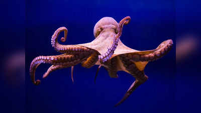Octopus News: ऑक्‍टोपस के 9 हाथों में होते हैं 9 दिमाग, जानें क्‍या खाता है समुद्र का यह एल‍ियन जीव
