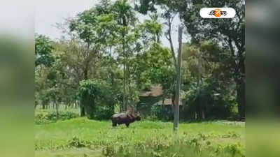 ডুয়ার্সের চা বাগানে চিতা আতঙ্ক! সন্ধ্যার পর বাইরে বেরোনোয় জারি নিষেধাজ্ঞা