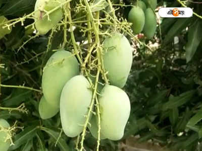 Asani Cyclone: অশনি সংকেতে চিন্তায় আম চাষিরা, আরও বাড়বে ফলের দাম?