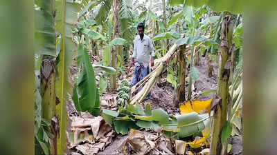 தருமபுரி​ பகுதியில் சூறைகாற்றுடன் மழை... வாழைமரங்கள் படு சேதம்!