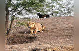 Lion and Dog friendship : जंगल के शेर की जब शहर के कुत्ते से हुई दोस्ती, ये तस्वीरें देखकर सब हो रहे हैरान