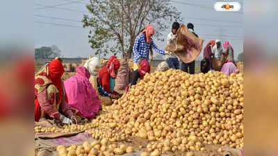 Potato Price: কবে কমবে আলুর দাম? আশ্বাস কৃষিমন্ত্রীর কণ্ঠে