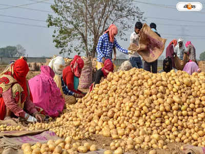 Potato Price: কবে কমবে আলুর দাম? আশ্বাস কৃষিমন্ত্রীর কণ্ঠে