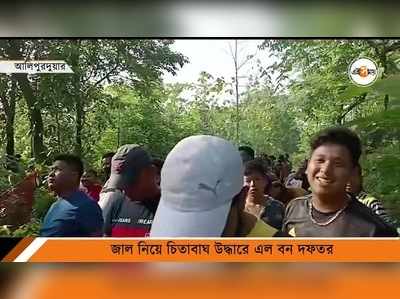 লোকালয়ের গাছের মগডালে চিতাবাঘ