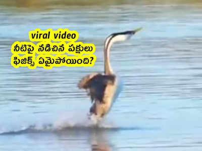 viral video: నీటిపై నడిచిన పక్షులు.. ఫిజిక్స్ ఏమైపోయింది?