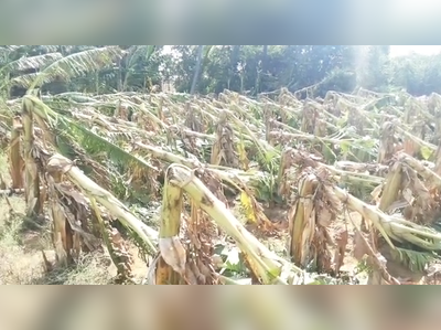 சத்தம் இல்லாமல் வந்த சூறை காற்று;                                           சாய்ந்து கிடக்கும் 1 லட்சம் வாழைகள்!