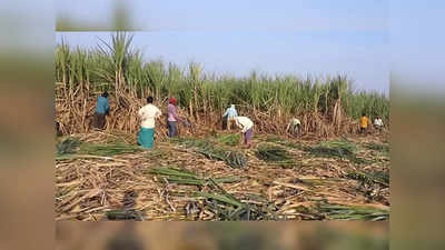 Sugarcane Issue: उसाचे नियोजन बिघडण्यास साखर संचालक जबाबदार; शेतकरी मराठा महासंघाचा आरोप