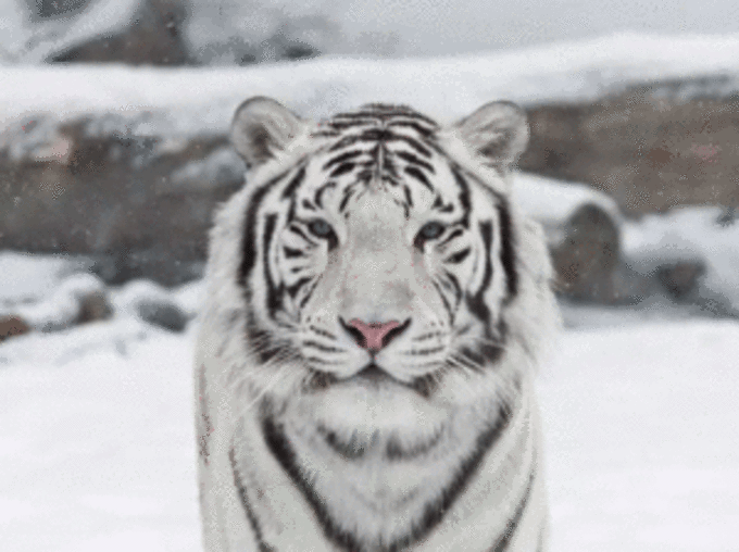 उजले बाघ की तस्‍वीर