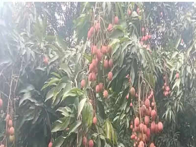 Litchi Fruit: বাজার দখলে আসছে Malda-র গুটি লিচু, দাম কত? জেনে নিন...