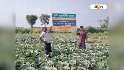 North Dinajpur: ভরা গ্রীষ্মেও বাঁধাকপি চাষ করে লক্ষ্মীলাভ উত্তর দিনাজপুরের কৃষকদের