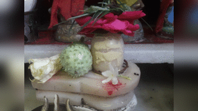 Mahashivratri Shiv Puja Flower : भगवान शिव को अर्पित करें ये फूल, जानें मिलता है क्या फल