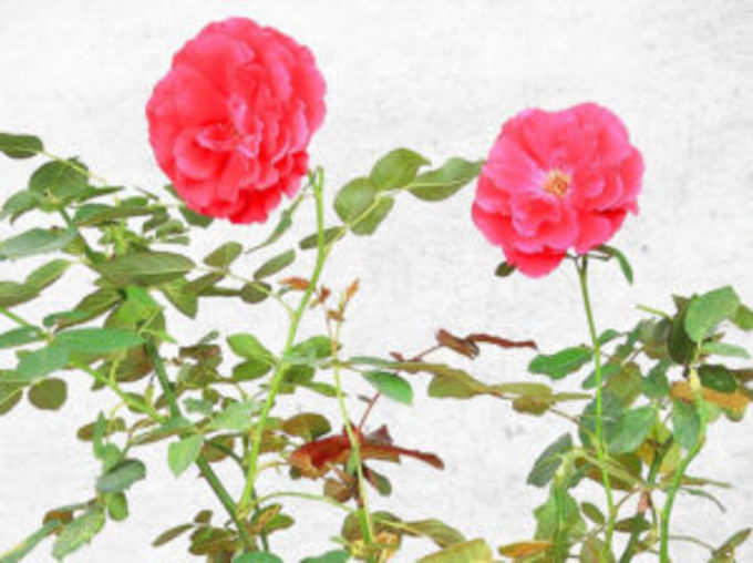 गुलाब के फूलों से शिवजी की पूजा का लाभ