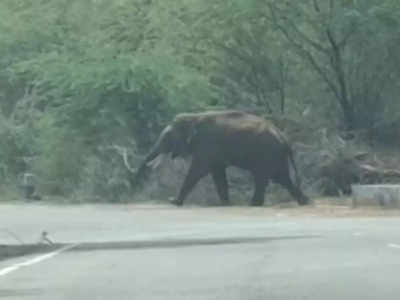 தருமபுரி: ஒற்றை யானையிடம் வம்பிழுத்த இளைஞர்கள் - வைரலாகும் வீடியோ!