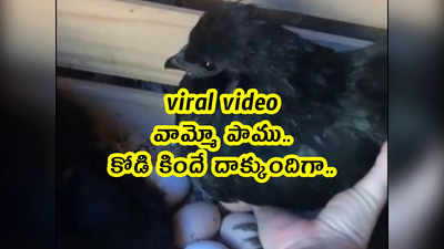 viral video: వామ్మో పాము.. కోడి కిందే దాక్కుందిగా.. 