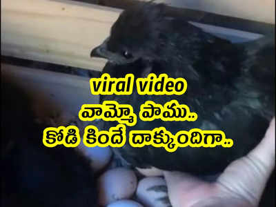 viral video: వామ్మో పాము.. కోడి కిందే దాక్కుందిగా..