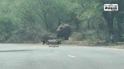 யானையை வம்பிழுக்க முயலும் சுற்றுலா பயணிகள்!