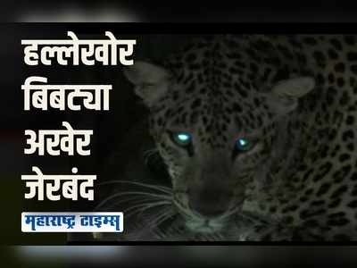 चंद्रपुरातल्या ३ वर्षांच्या मुलीवर हल्ला करणारा मादी बिबट्या अखेर जेरबंद, गावकऱ्यांनी सोडला सुटकेचा निश्वास