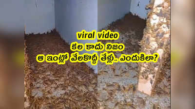 viral video: కల కాదు నిజం.. ఆ ఇంట్లో వేలకొద్దీ తేళ్లు.. ఎందుకిలా? 