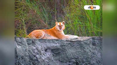 Kaziranga National Park-এ খুশির হাওয়া, দীর্ঘ ২ বছর পর দেখা মিলল ‘Golden Tiger’-এর
