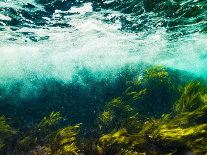 సముద్రంలో గడ్డి (Seaweed) రోజుకు 12 అంగుళాలు పెరగగలదు