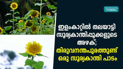 ഇളംകാറ്റിൽ തലയാട്ടി സൂര്യകാന്തിപ്പൂക്കളുടെ അഴക്; തിരുവനന്തപുരത്തുണ്ട് ഒരു സൂര്യകാന്തി പാടം