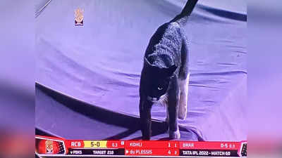 IPL 2022: काली बिल्ली ने रोका मैच, परेशानी में बल्लेबाज, मस्ती में चाटती रही पूंछ