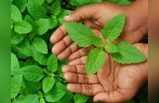 Tulsi Plant Astro Remedies : तुलसी की जड़ के फायदे, आजमाकर देखें इन उपायों को