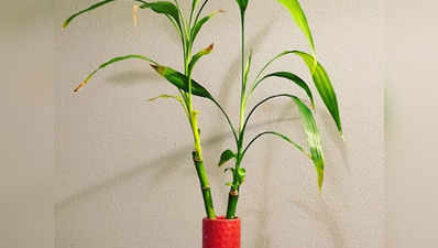 Vastu tips For Bamboo Plant : बांस का पौधा लगाते समय न करें ये गलतियां, बिगड़ सकती है आर्थिक स्थिति